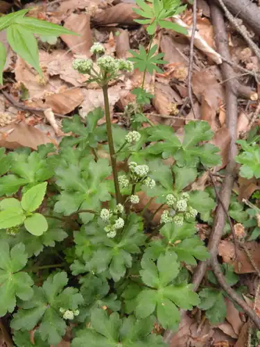 Foto dokumenter Sanicula europaea