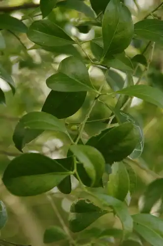 Foto dokumenter Schaefferia frutescens