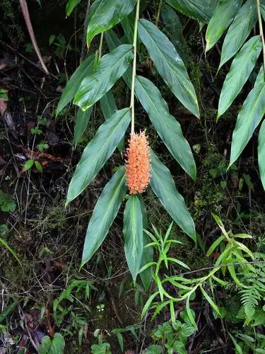 Foto dokumenter Hedychium densiflorum