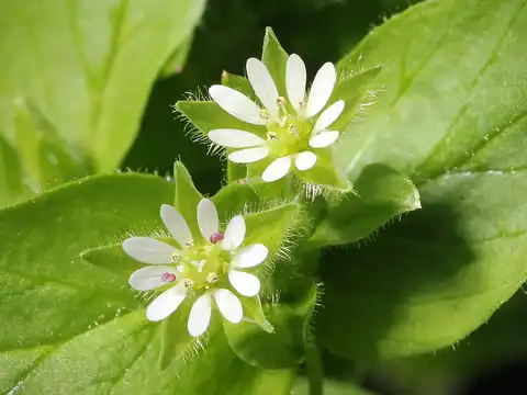 Foto dokumenter Stellaria media