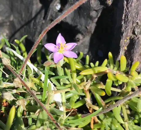 Foto dokumenter Spergularia rupicola
