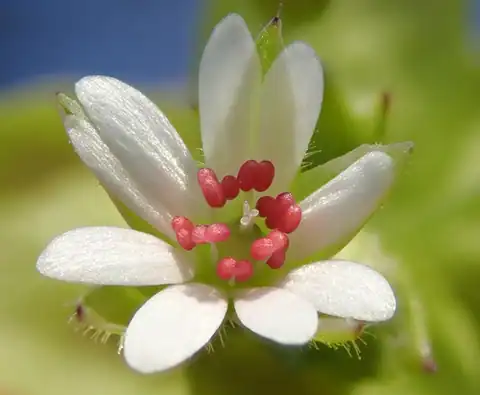 Foto dokumenter Stellaria neglecta