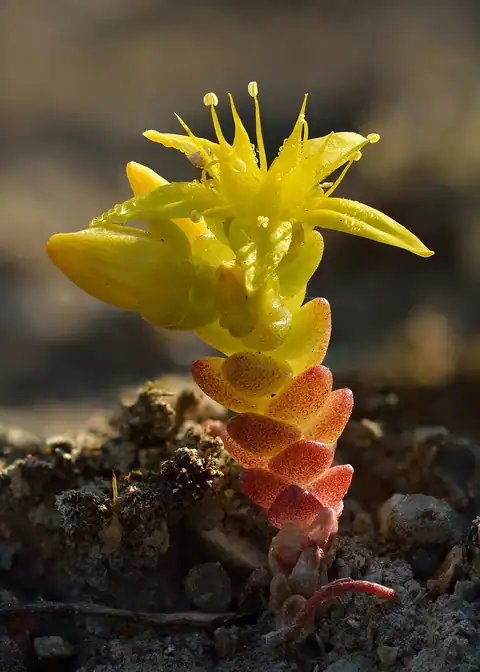 Foto dokumenter Sedum acre