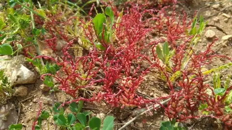 Foto dokumenter Sedum microcarpum