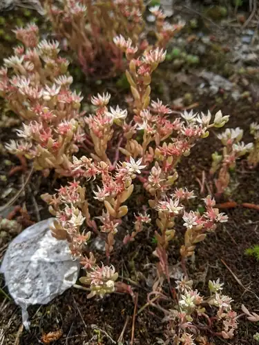 Foto dokumenter Sedum hispanicum