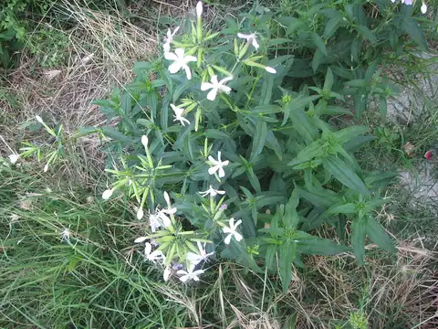 Foto dokumenter Saponaria officinalis