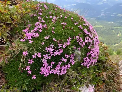 Foto dokumenter Silene acaulis
