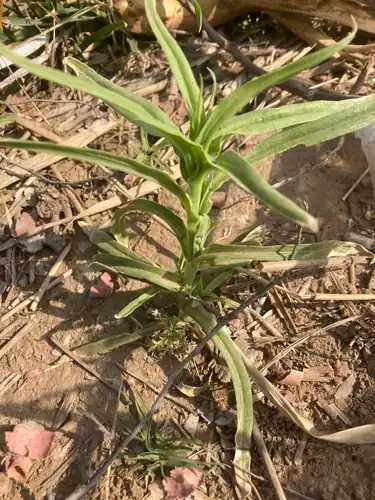 Foto dokumenter Silene conoidea