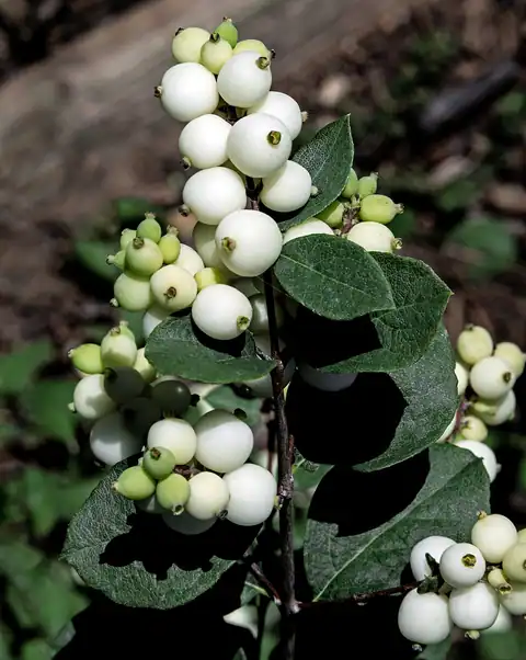 Foto dokumenter Symphoricarpos albus
