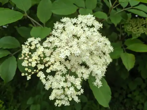 Foto dokumenter Sambucus nigra