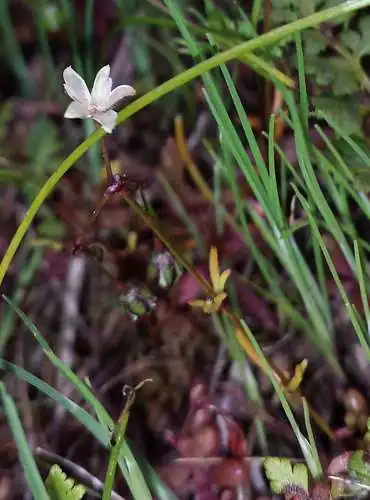 Foto dokumenter Spergula pentandra