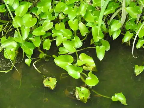 Foto dokumenter Heteranthera peduncularis