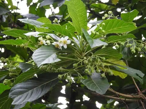 Foto dokumenter Saurauia yasicae
