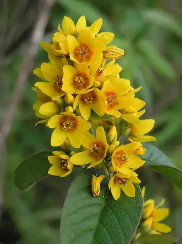Foto dokumenter Lysimachia vulgaris