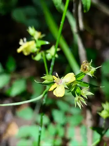 Foto dokumenter Lysimachia radicans