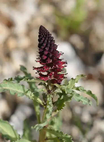 Foto dokumenter Lysimachia atropurpurea