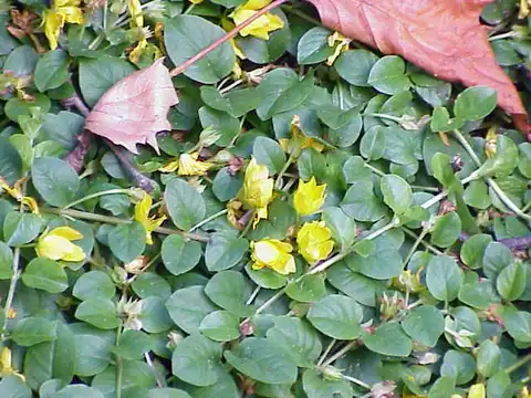 Foto dokumenter Lysimachia nummularia