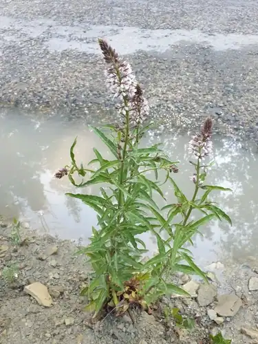 Foto dokumenter Lysimachia dubia