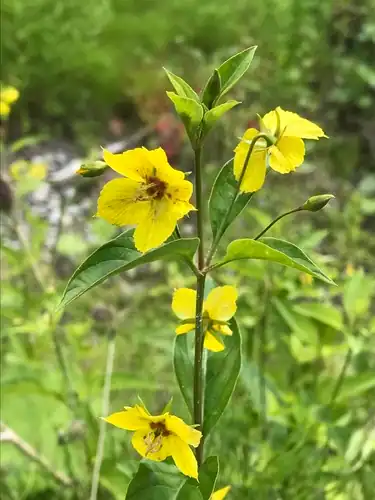 Foto dokumenter Lysimachia ciliata