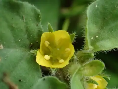 Foto dokumenter Lysimachia japonica