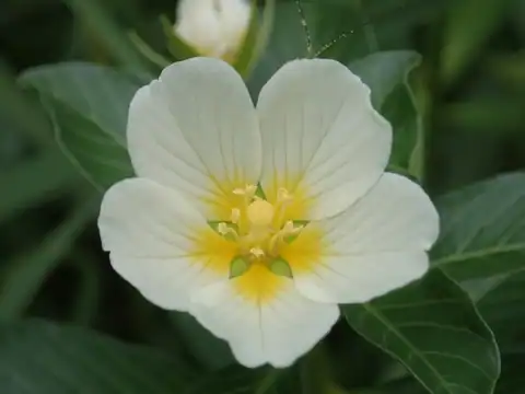 Foto dokumenter Ludwigia adscendens