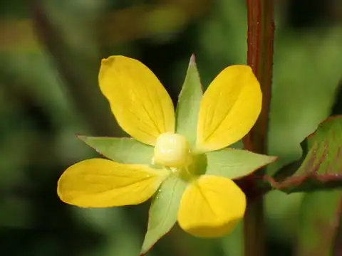Foto dokumenter Ludwigia hyssopifolia
