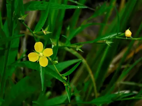 Foto dokumenter Ludwigia decurrens