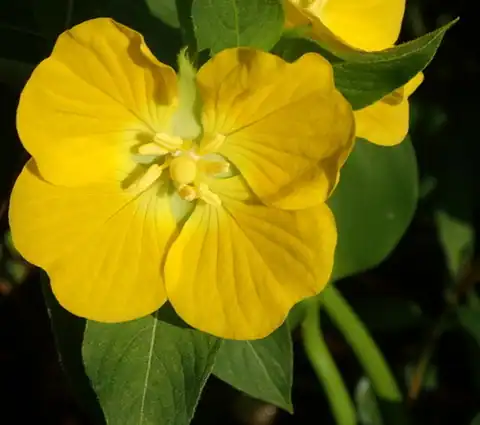Foto dokumenter Ludwigia peruviana