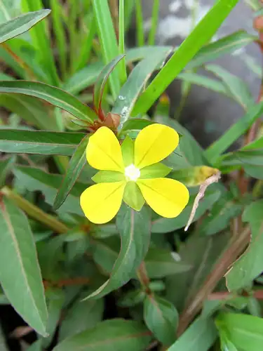 Foto dokumenter Ludwigia perennis