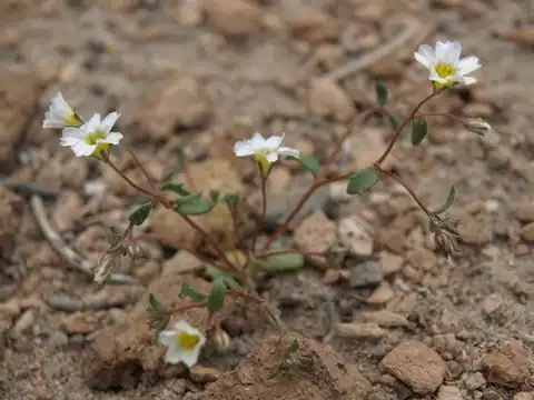 Foto dokumenter Linanthus inyoensis
