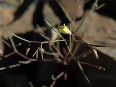 Foto dokumenter Linanthus filiformis