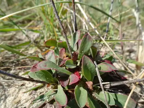 Foto dokumenter Limonium binervosum