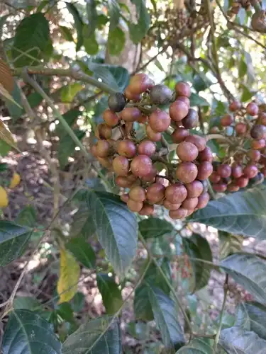 Foto dokumenter Leea nova-guineensis