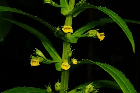 Foto dokumenter Leucocarpus perfoliatus