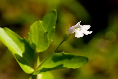 Foto dokumenter Lindernia dubia