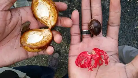 Foto dokumenter Myristica fragrans