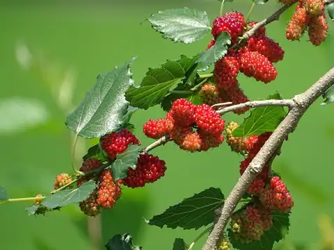 Foto dokumenter Morus alba
