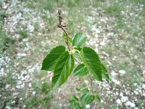 Foto dokumenter Morus nigra