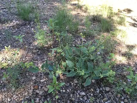Foto dokumenter Mirabilis oxybaphoides