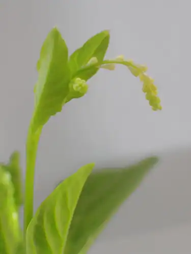 Foto dokumenter Microtea debilis