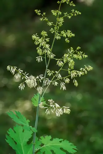 Foto dokumenter Macleaya cordata