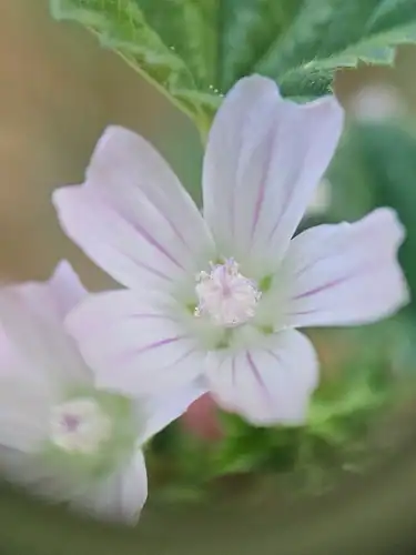 Foto dokumenter Malva neglecta