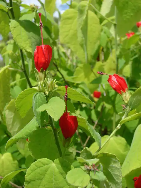Foto dokumenter Malvaviscus arboreus