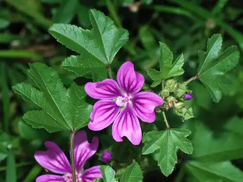 Foto dokumenter Malva sylvestris