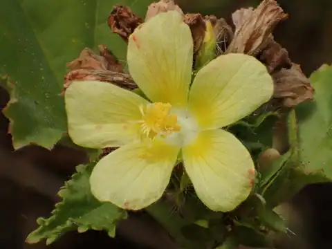 Foto dokumenter Malachra capitata