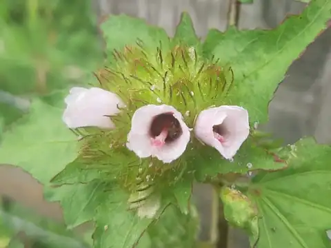 Foto dokumenter Malachra radiata