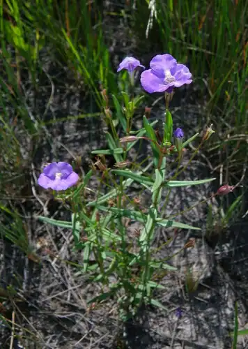 Foto dokumenter Mimulus gracilis