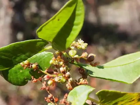 Foto dokumenter Muehlenbeckia tamnifolia