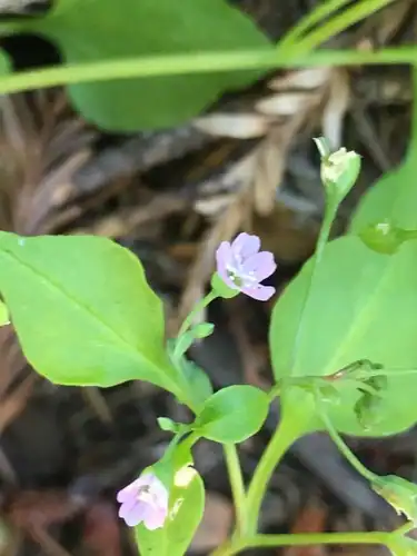 Foto dokumenter Montia diffusa