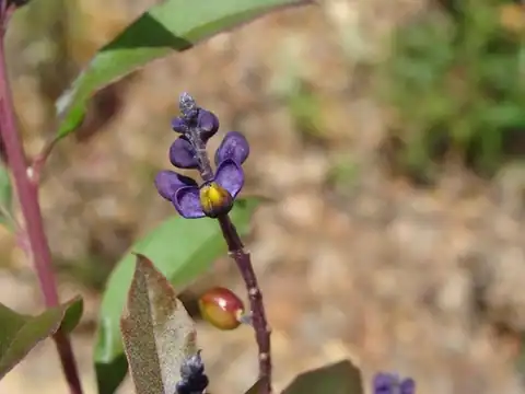 Foto dokumenter Monnina xalapensis